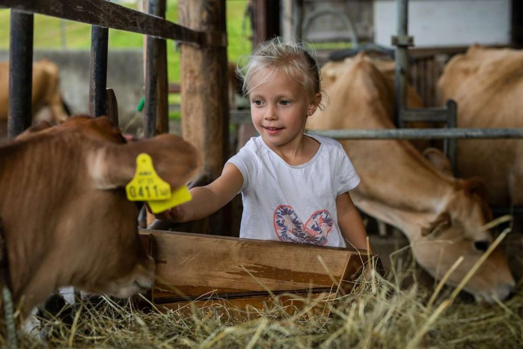 Bild von Kind im Fürstenhof mit Kühen
